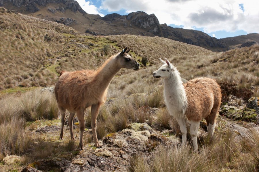 Les lamas s'en donnent à coeur joie au sein du Parque Nacional El Cajas. Jean-Baptiste THIBAUT