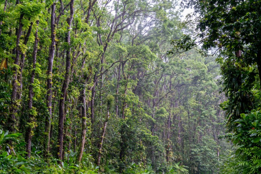 La Forêt Tropicale, Route de la Trace. JCH DUSANTER