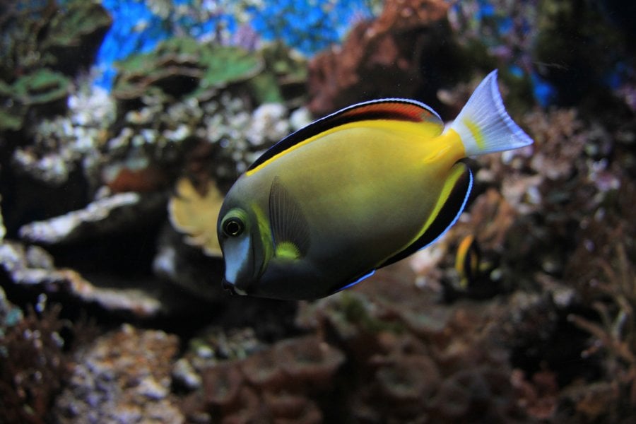 AQUARIUM DE BERGEN (AKVARIET)