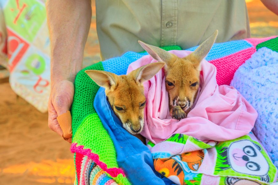 BABY KANGAROO RESCUE CENTER