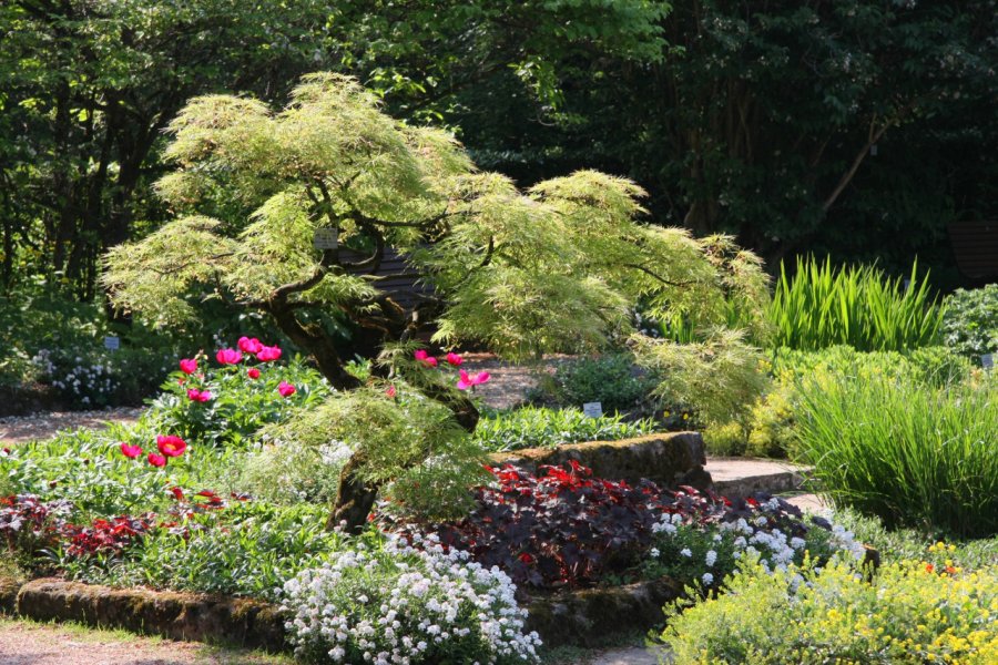 JARDIN BOTANIQUE (BOTANISCHER GARTEN)