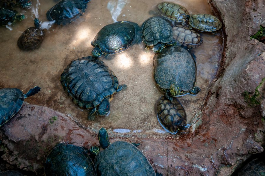 GRANJA DE LAS TORTUGAS