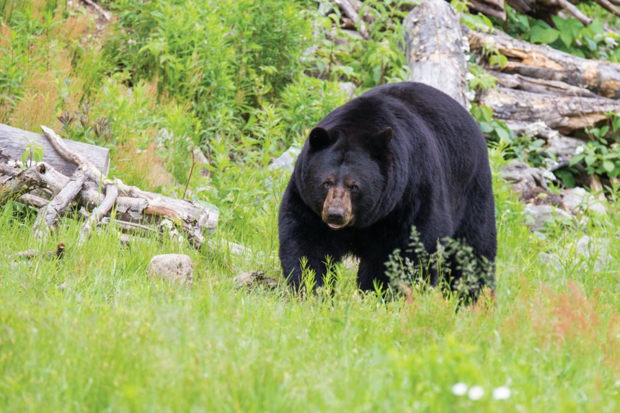 RÉSERVE FAUNIQUE DES LAURENTIDES