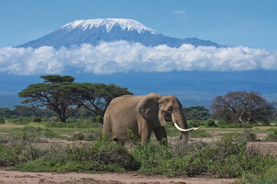 Éléphant dans la région du Kilimandjaro. graemes - iStockphoto.com