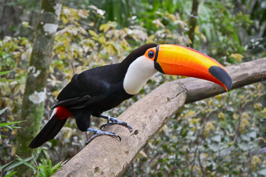 PARQUE DAS AVES