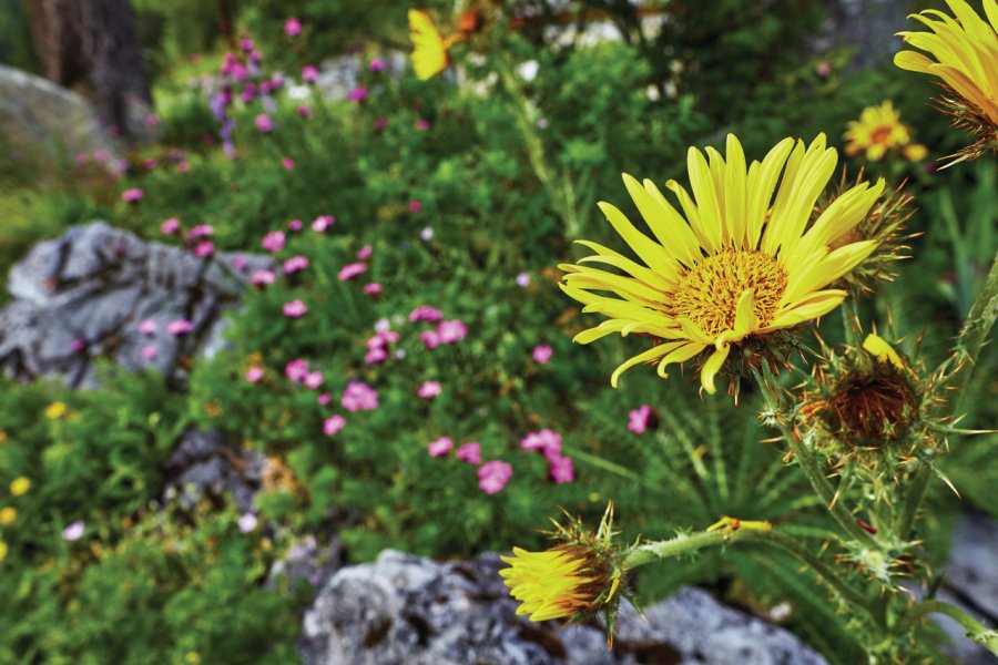 ALPINUM SCHATZALP
