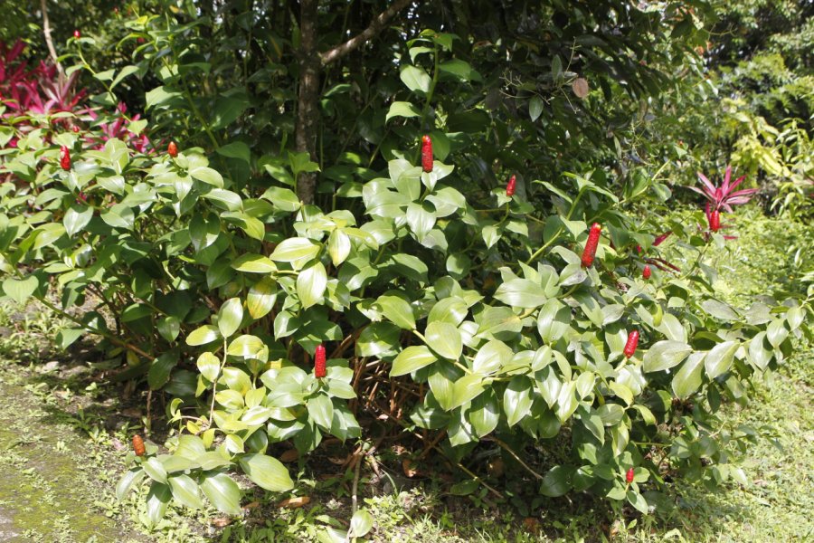 PLANTATION BEAUVALLON