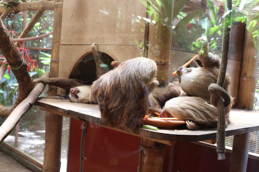 JAGUAR RESCUE CENTER