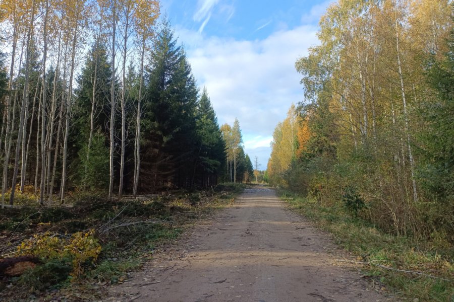 FORÊT (MIŠKAS)