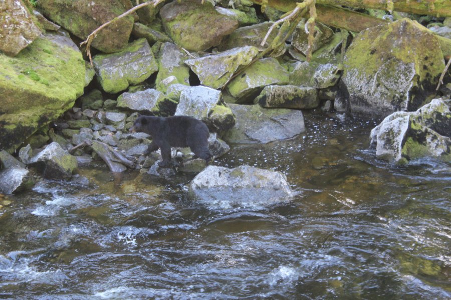 ANAN WILDLIFE OBSERVATORY