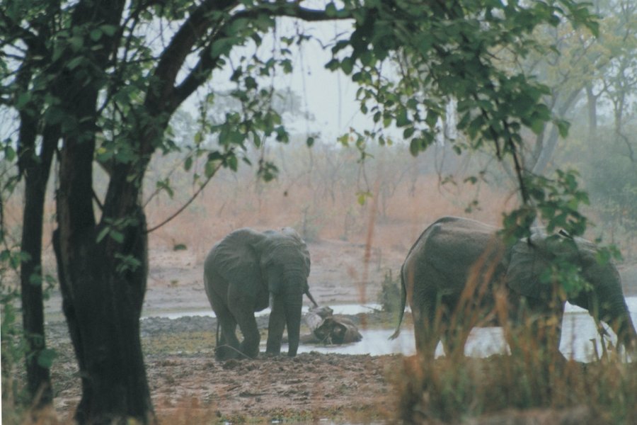 Eléphants au ranch de Nazinga Morgane VESLIN