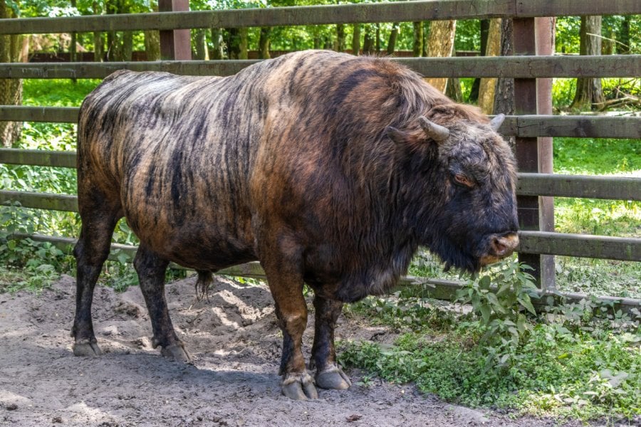 Parc National De Białowieża