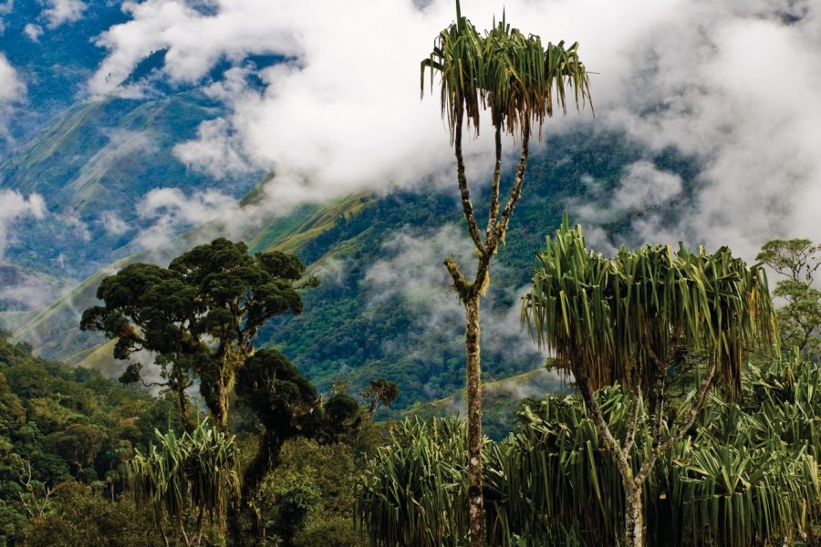 Paysage autour de Menyamya. Au premier plan, des pendanus un arbre extrêmement important dans les sociétés traditionnelles papoues. Philippe Gigliotti