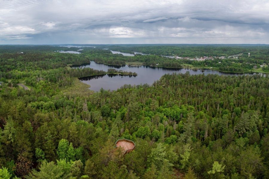 WHITE BEAR FOREST