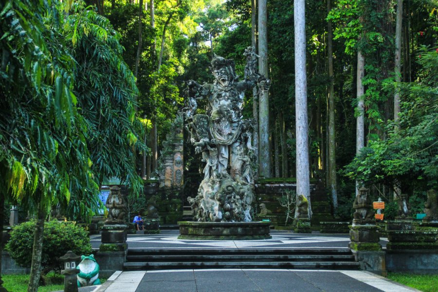 FORÊT DES SINGES