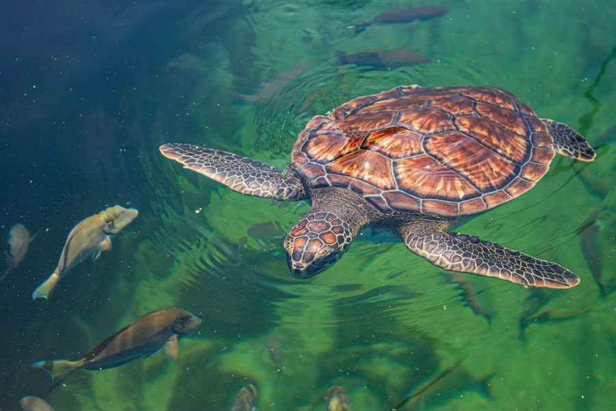 EL ACUARIO