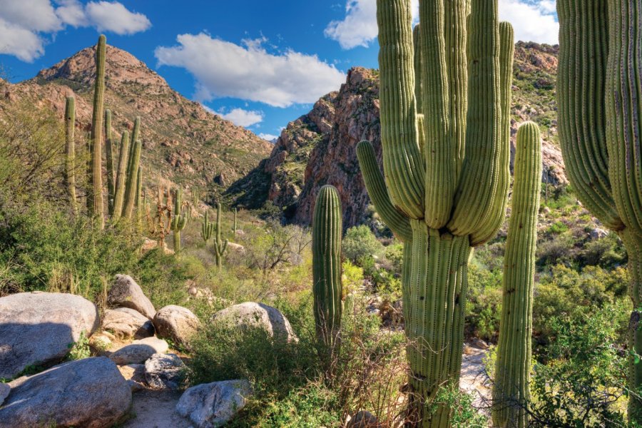 Paysage aride de Tucson. Tonda - iStockphoto