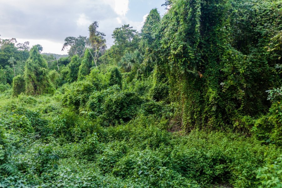 BIOTOPE DE CERRO CAHUI
