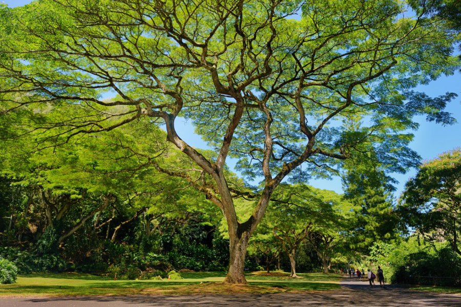 WAIMEA VALLEY'S GARDENS