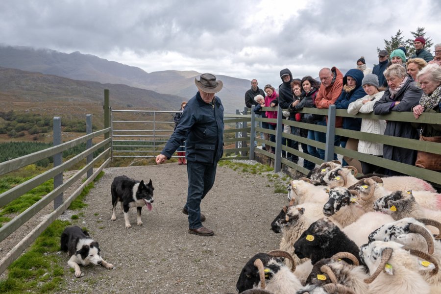 KISSANE SHEEP FARM