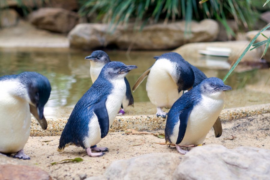 FEATHERDALE WILDLIFE PARK