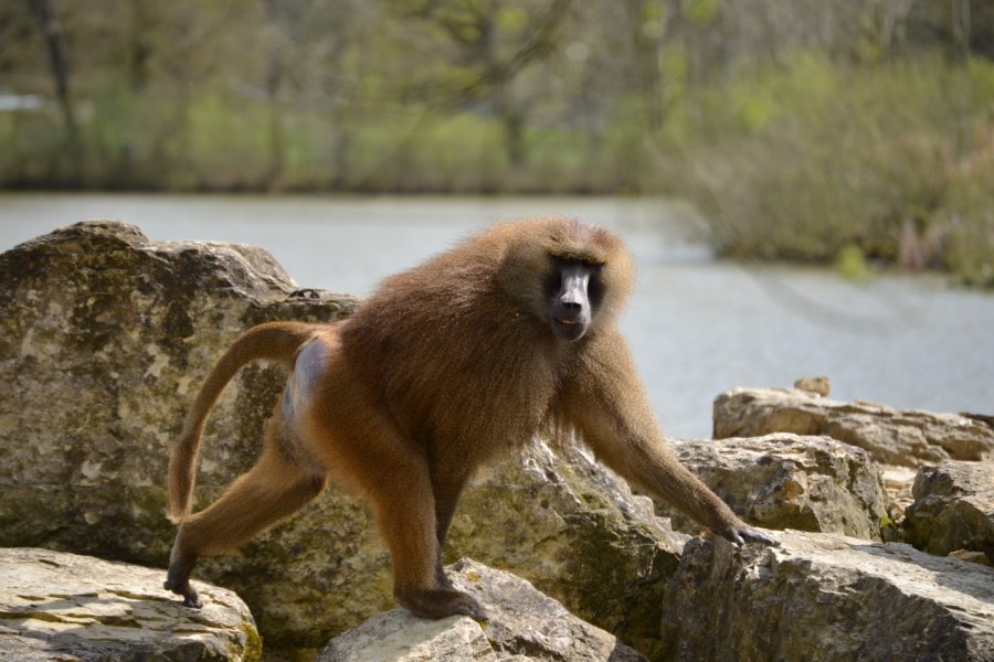 RÉSERVE ZOOLOGIQUE DE LA HAUTE-TOUCHE