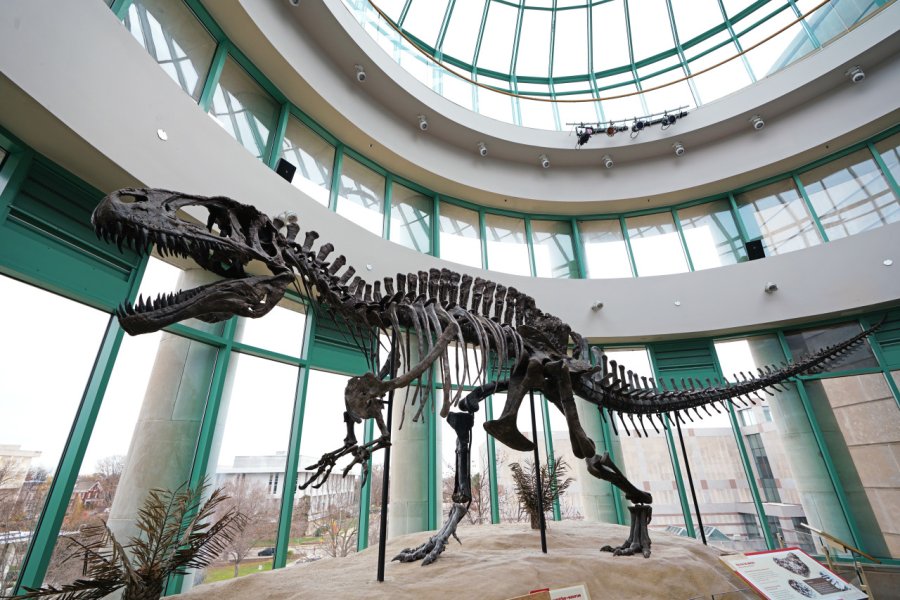 NORTH CAROLINA MUSEUM OF NATURAL SCIENCES