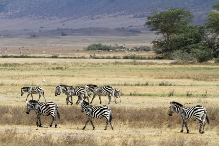 Troupeau de zèbres dans l'aire de conservation du Ngorongoro Stephan SZEREMETA