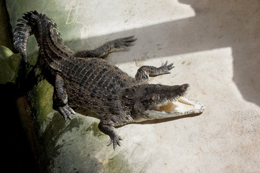 ALLIGATOR BAY