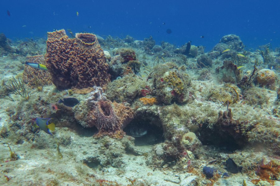 Paysage sous-marin de corail et d'éponges. Magali Couaillet