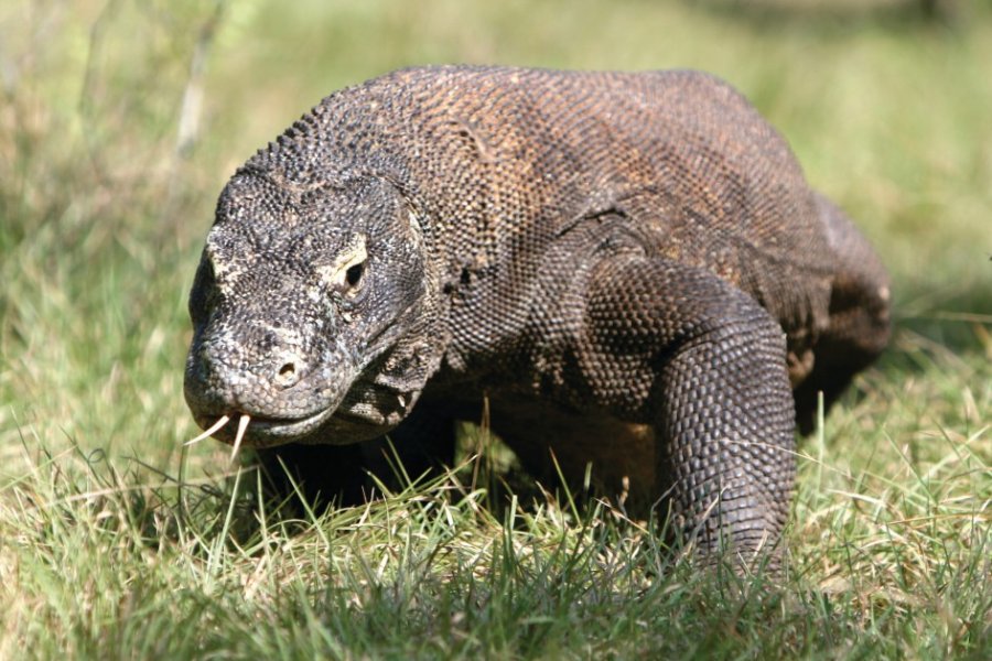 Dragon du Komodo. Stéphan SZEREMETA