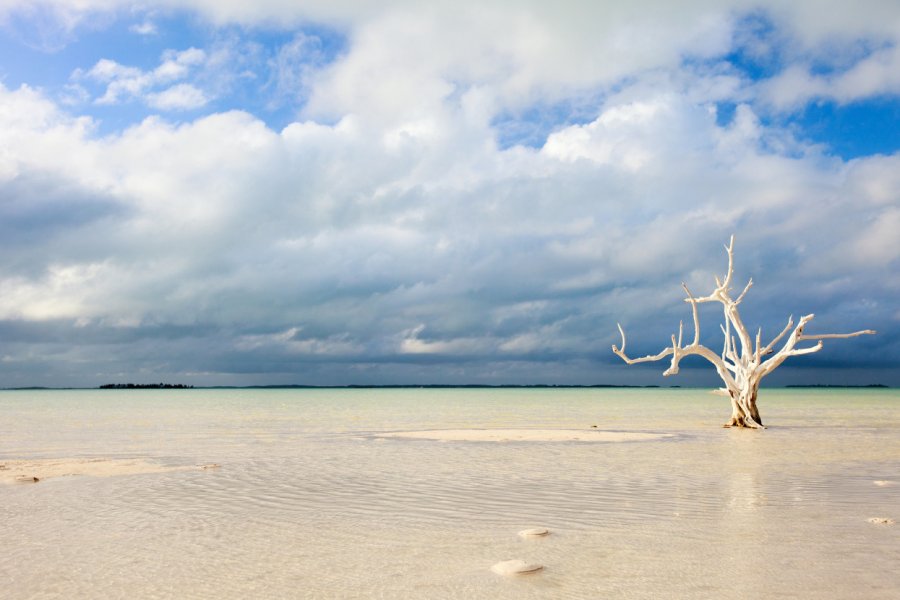 THE LONE TREE