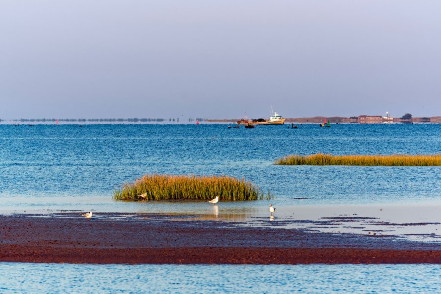 RÉSERVE NATURELLE DE LA BAIE DE L'AIGUILLON