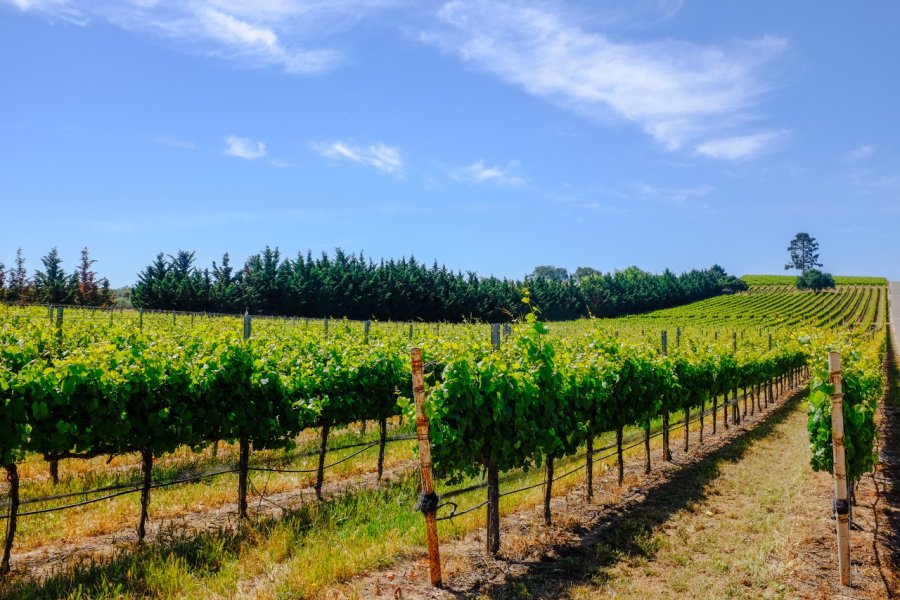SANTA YNEZ VALLEY WINE COUNTRY ASSOCIATION