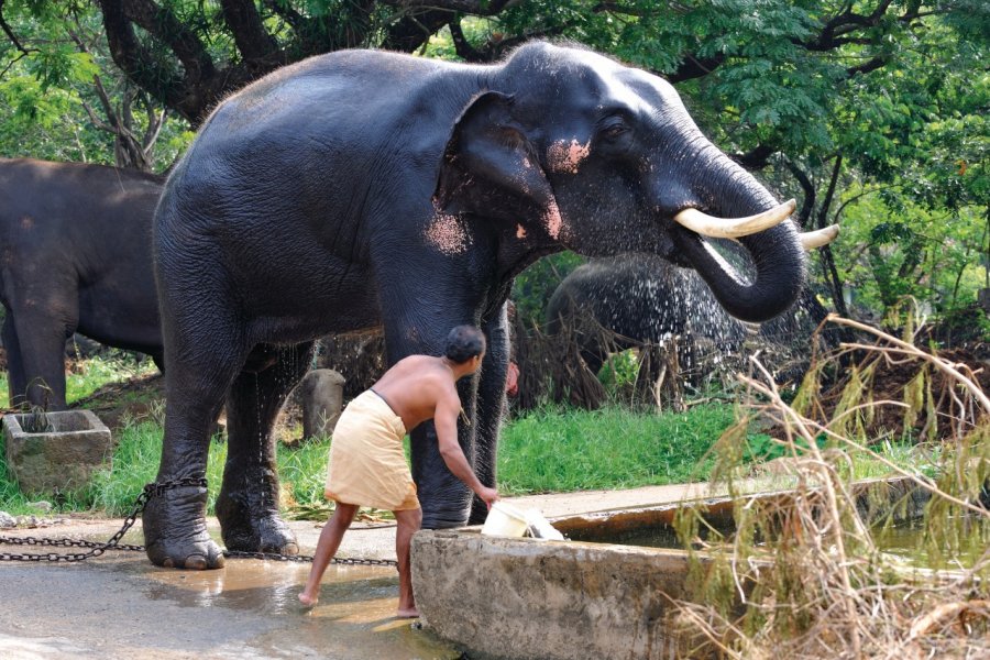Centre d'entrainement des éléphants du temple de Guruvayur. Patrice ALCARAS