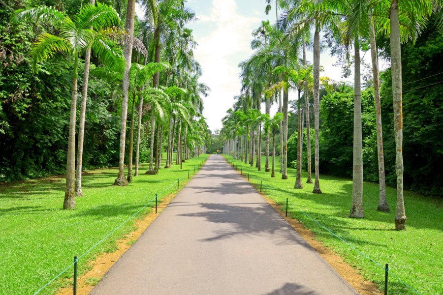 LES JARDINS BOTANIQUES DE HENARATHGODA