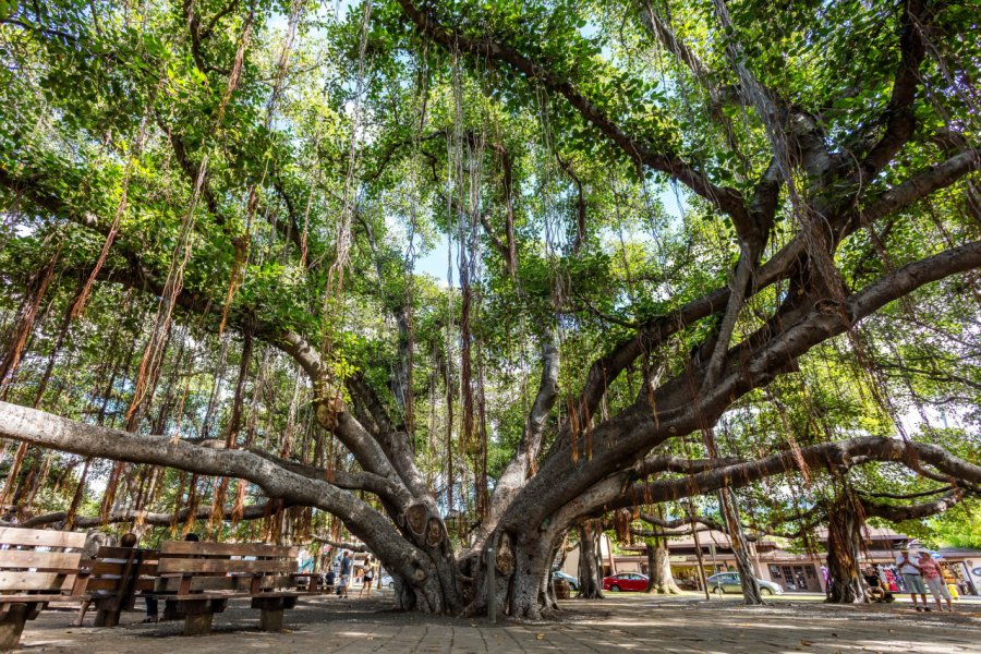BANYAN TREE