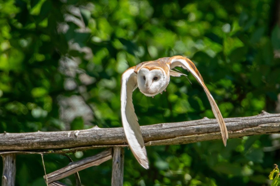 WYE MARSH WILDLIFE CENTRE