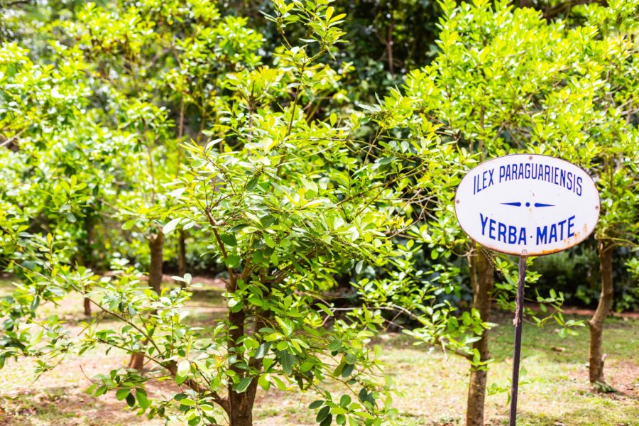 RUTA DE LA YERBA MATE