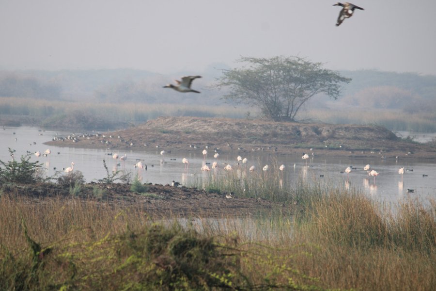 KHIJADIYA BIRD SANCTUARY