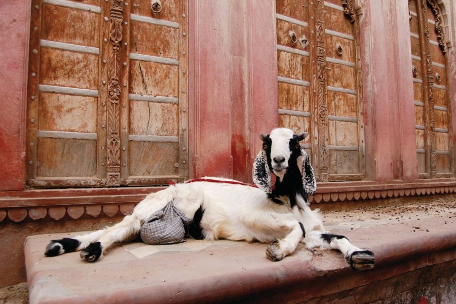 Chèvre dans la vieille ville de Bikaner. Maxime DRAY