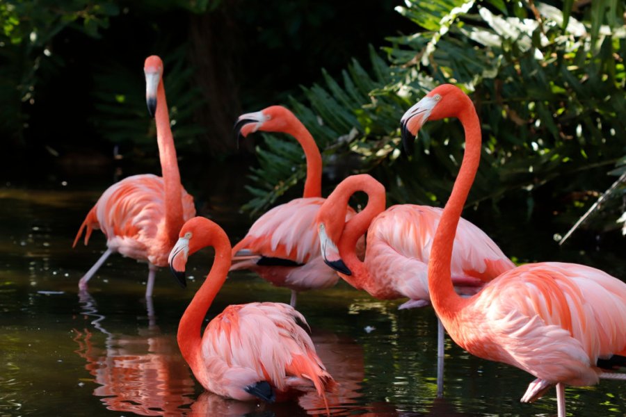 SARASOTA JUNGLE GARDENS