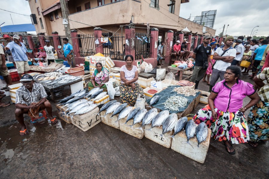 NEGOMBO FISH MARKET