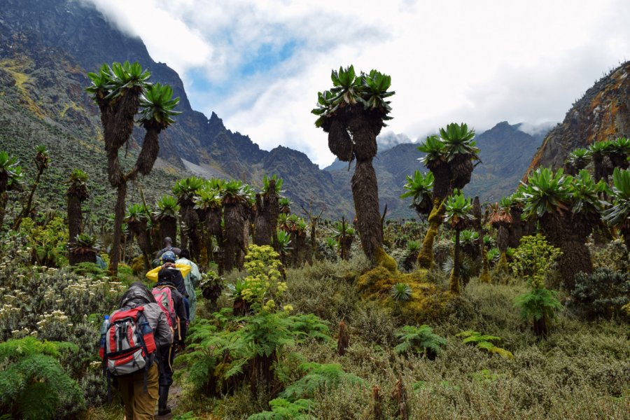 Randonnée dans le Rwenzori National Park. Martin Mwaura - Shutterstock.com