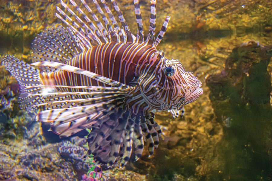 EL ACUARIO
