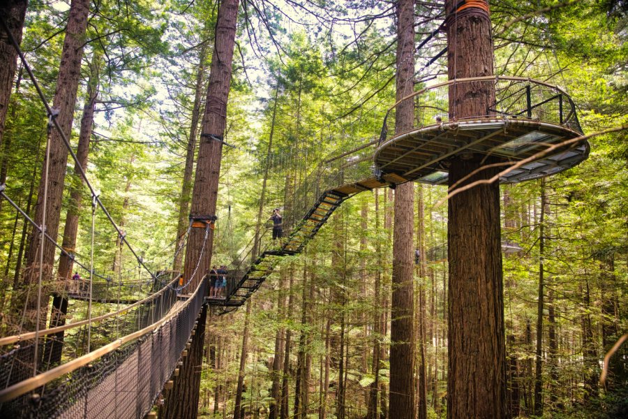 REDWOODS - WHAKAREWAREWA FOREST