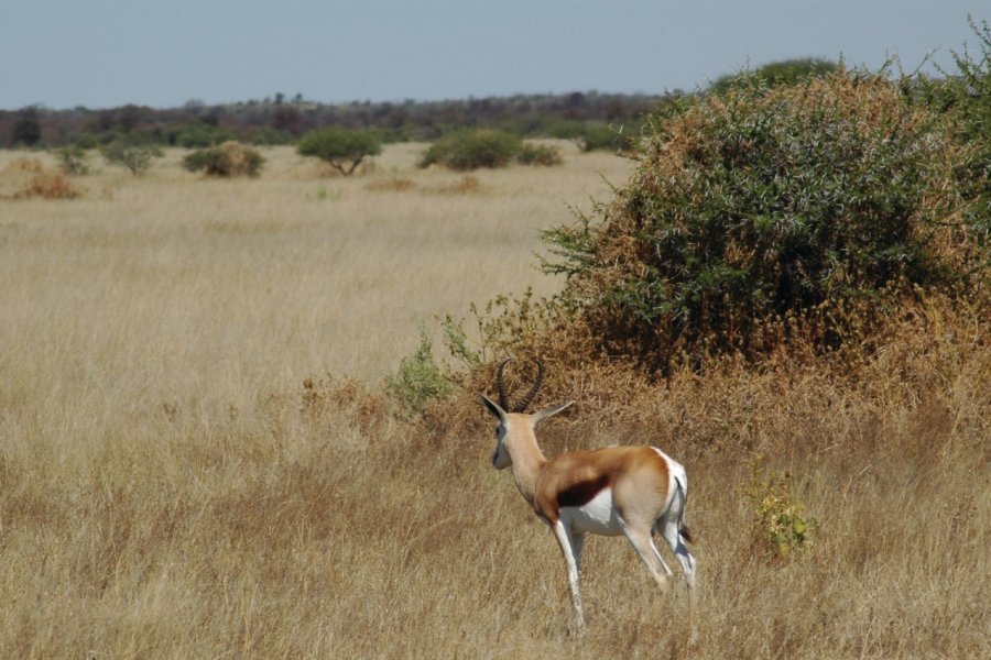 Springbok du Nxai Pan National Park. Marie Gousseff / Julien Marchais