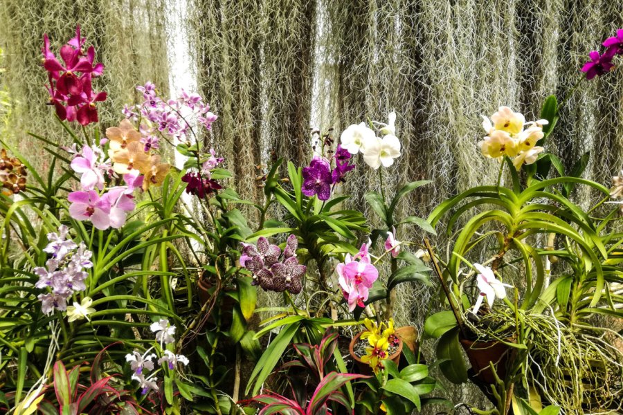 ROYAL BOTANIC GARDENS