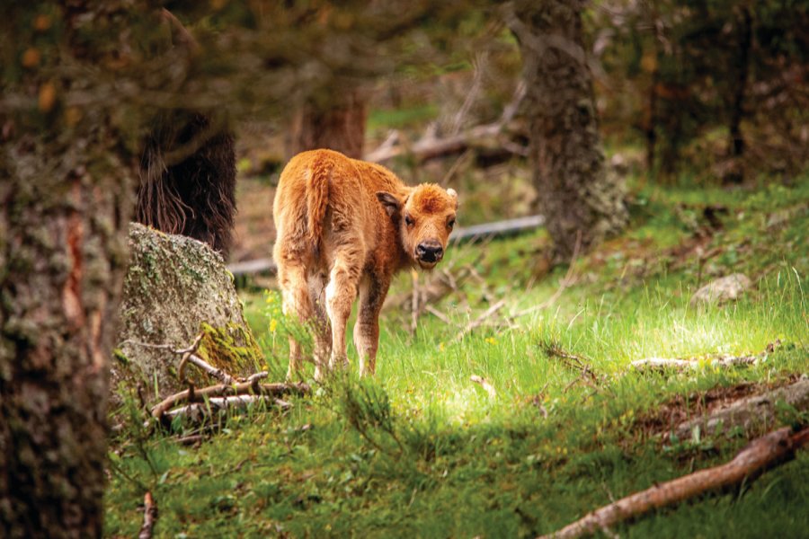 RÉSERVE DES BISONS D'EUROPE