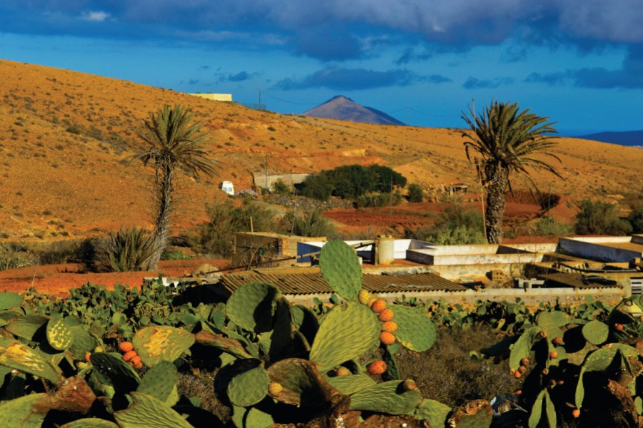 Campagne d'ocre, cactus, palmiers et volcans sur la route de Tefía et Antigua. Carine KREB